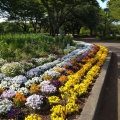 実際訪問したユーザーが直接撮影して投稿した関野町公園小金井公園の写真