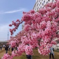 実際訪問したユーザーが直接撮影して投稿した平井河川旧中川 河津桜の写真