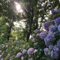 実際訪問したユーザーが直接撮影して投稿した長居公園植物園 / 樹木園長居植物園の写真