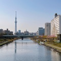 実際訪問したユーザーが直接撮影して投稿した平井河川旧中川 河津桜の写真