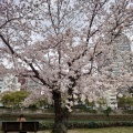 実際訪問したユーザーが直接撮影して投稿した中島町公園平和記念公園の写真