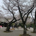 実際訪問したユーザーが直接撮影して投稿した九段北桜の名所靖國の桜の写真