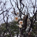 実際訪問したユーザーが直接撮影して投稿した西六郷神社白山神社の写真