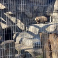 実際訪問したユーザーが直接撮影して投稿した老松町動物園野毛山動物園の写真