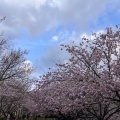 実際訪問したユーザーが直接撮影して投稿した弁天公園千葉公園の写真