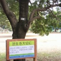 実際訪問したユーザーが直接撮影して投稿した光が丘公園夏の雲公園 のびのび広場の写真