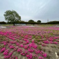 実際訪問したユーザーが直接撮影して投稿した箕郷町松之沢公園みさと芝桜公園の写真