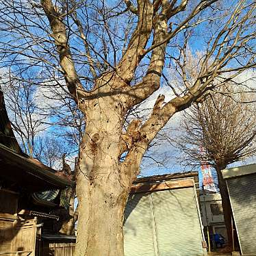 実際訪問したユーザーが直接撮影して投稿した中町地域名所須賀神社の大ケヤキの写真