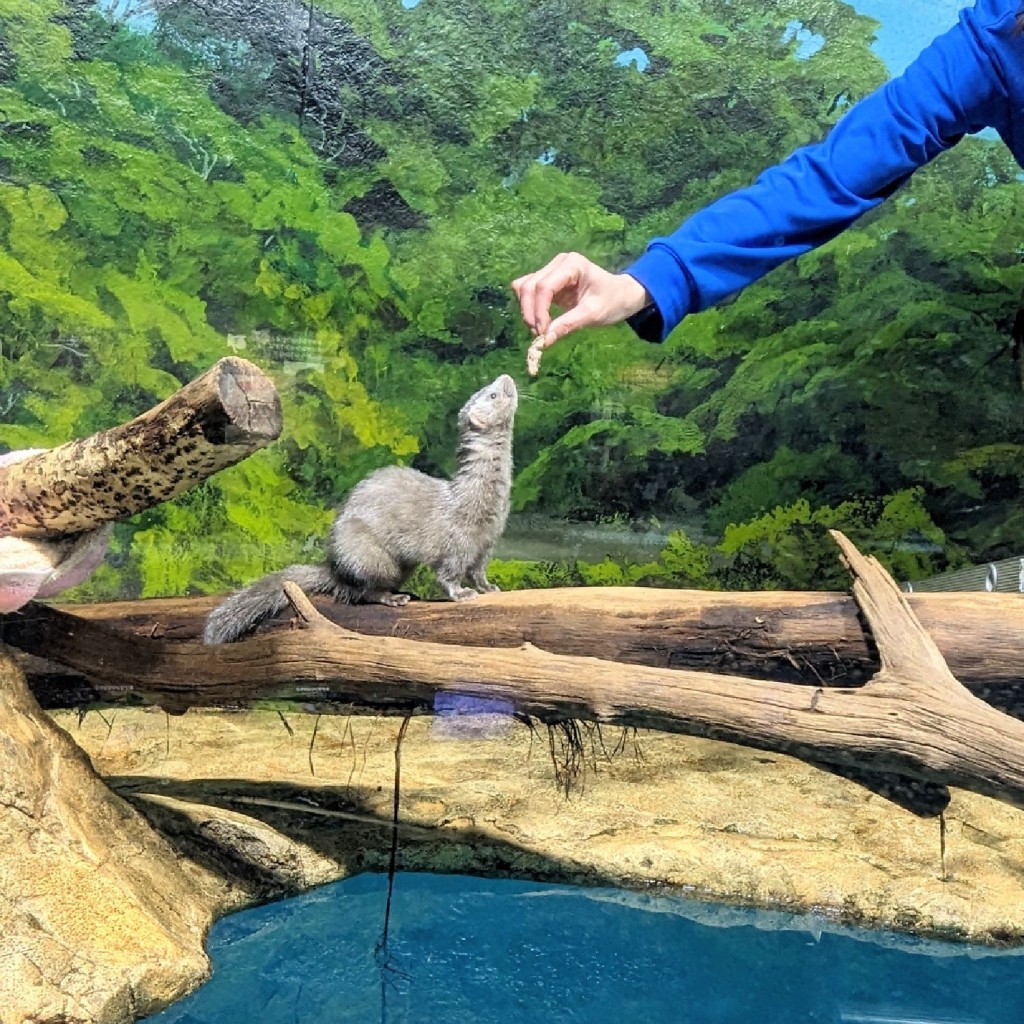 実際訪問したユーザーが直接撮影して投稿した花園水族館 / アクアリウムサケのふるさと 千歳水族館の写真