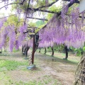 実際訪問したユーザーが直接撮影して投稿した藤野公園藤公園の写真