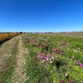 実際訪問したユーザーが直接撮影して投稿した明用花のきれいなスポット吹上コスモス畑の写真