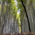 実際訪問したユーザーが直接撮影して投稿した山 / 峠嵐山の写真