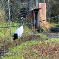 実際訪問したユーザーが直接撮影して投稿した鶴丘動物園釧路市丹頂鶴自然公園の写真