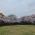 実際訪問したユーザーが直接撮影して投稿した和田山公園本牧山頂公園の写真