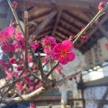 実際訪問したユーザーが直接撮影して投稿した宇治神社縣神社の写真