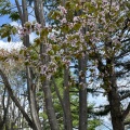 実際訪問したユーザーが直接撮影して投稿した東光町公園泉の沼公園の写真