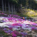 実際訪問したユーザーが直接撮影して投稿した中津花のきれいなスポット中津 花桃の里の写真