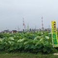 実際訪問したユーザーが直接撮影して投稿した森川町自然名所森川花はす田の写真