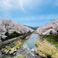 実際訪問したユーザーが直接撮影して投稿した大嶺町東分桜の名所美祢さくら公園の写真