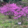 実際訪問したユーザーが直接撮影して投稿した千代田庭園皇居東御苑の写真