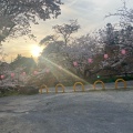 実際訪問したユーザーが直接撮影して投稿した根来寺根來寺の写真