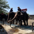 実際訪問したユーザーが直接撮影して投稿した山小川動物園アニマルワンダーリゾウト 市原ぞうの国の写真