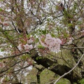 実際訪問したユーザーが直接撮影して投稿した上野公園公園上野恩賜公園の写真