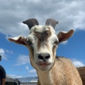 実際訪問したユーザーが直接撮影して投稿した新松ヶ島町動物園タケガワふれあい動物園の写真