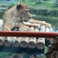 実際訪問したユーザーが直接撮影して投稿した程久保動物園多摩動物公園の写真
