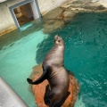 実際訪問したユーザーが直接撮影して投稿した瀬戸水族館 / アクアリウム城崎マリンワールドの写真