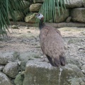 実際訪問したユーザーが直接撮影して投稿した小串郷動物園大崎くじゃく園の写真