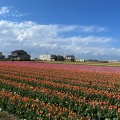 実際訪問したユーザーが直接撮影して投稿した舟川新自然名所あさひ舟川「春の四重奏」の写真