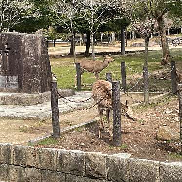 奈良公園のundefinedに実際訪問訪問したユーザーunknownさんが新しく投稿した新着口コミの写真