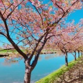 実際訪問したユーザーが直接撮影して投稿した笠松町公園笠松河津桜ロードの写真