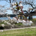 実際訪問したユーザーが直接撮影して投稿した中島公園宮川堤公園の写真