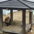 実際訪問したユーザーが直接撮影して投稿した桜町動物園鯖江市 西山動物園の写真