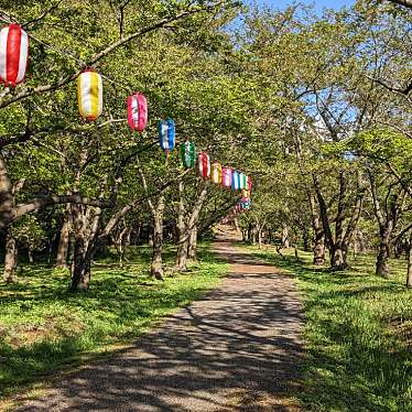 実際訪問したユーザーが直接撮影して投稿した河井町公園一本松公園の写真