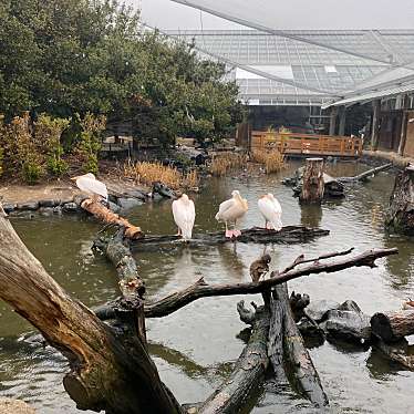 実際訪問したユーザーが直接撮影して投稿した港島南町アイスクリームディッピンドッツ 神戸どうぶつ王国の写真