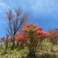 実際訪問したユーザーが直接撮影して投稿した櫛羅山 / 峠葛城山の写真