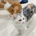 実際訪問したユーザーが直接撮影して投稿した白鳥町カフェCat Cafe MOFF イオンモール豊川店の写真