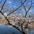 実際訪問したユーザーが直接撮影して投稿した上野公園湖沼 / 池不忍池の写真