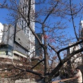 実際訪問したユーザーが直接撮影して投稿した業平花のきれいなスポット河津桜の写真