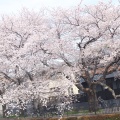 実際訪問したユーザーが直接撮影して投稿した河川野川の写真