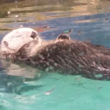 YST10さんが投稿した西戸崎水族館 / アクアリウムのお店マリンワールド海の中道/マリンワールドウミノナカミチの写真