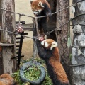 実際訪問したユーザーが直接撮影して投稿した東旭川町倉沼動物園レッサーパンダ舎の写真