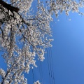 実際訪問したユーザーが直接撮影して投稿した御山町公園悠久山公園の写真