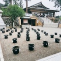 実際訪問したユーザーが直接撮影して投稿した新堀神社高麗神社の写真