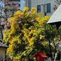 実際訪問したユーザーが直接撮影して投稿した蔵前神社蔵前神社の写真