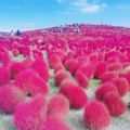 実際訪問したユーザーが直接撮影して投稿した馬渡公園国営ひたち海浜公園の写真