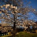 実際訪問したユーザーが直接撮影して投稿した長居公園公園長居公園の写真